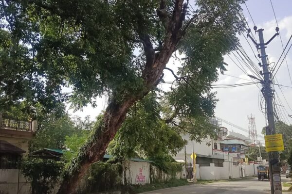 अजबपुर मथुरो वाला मार्ग पर झुका हुआ पेड़