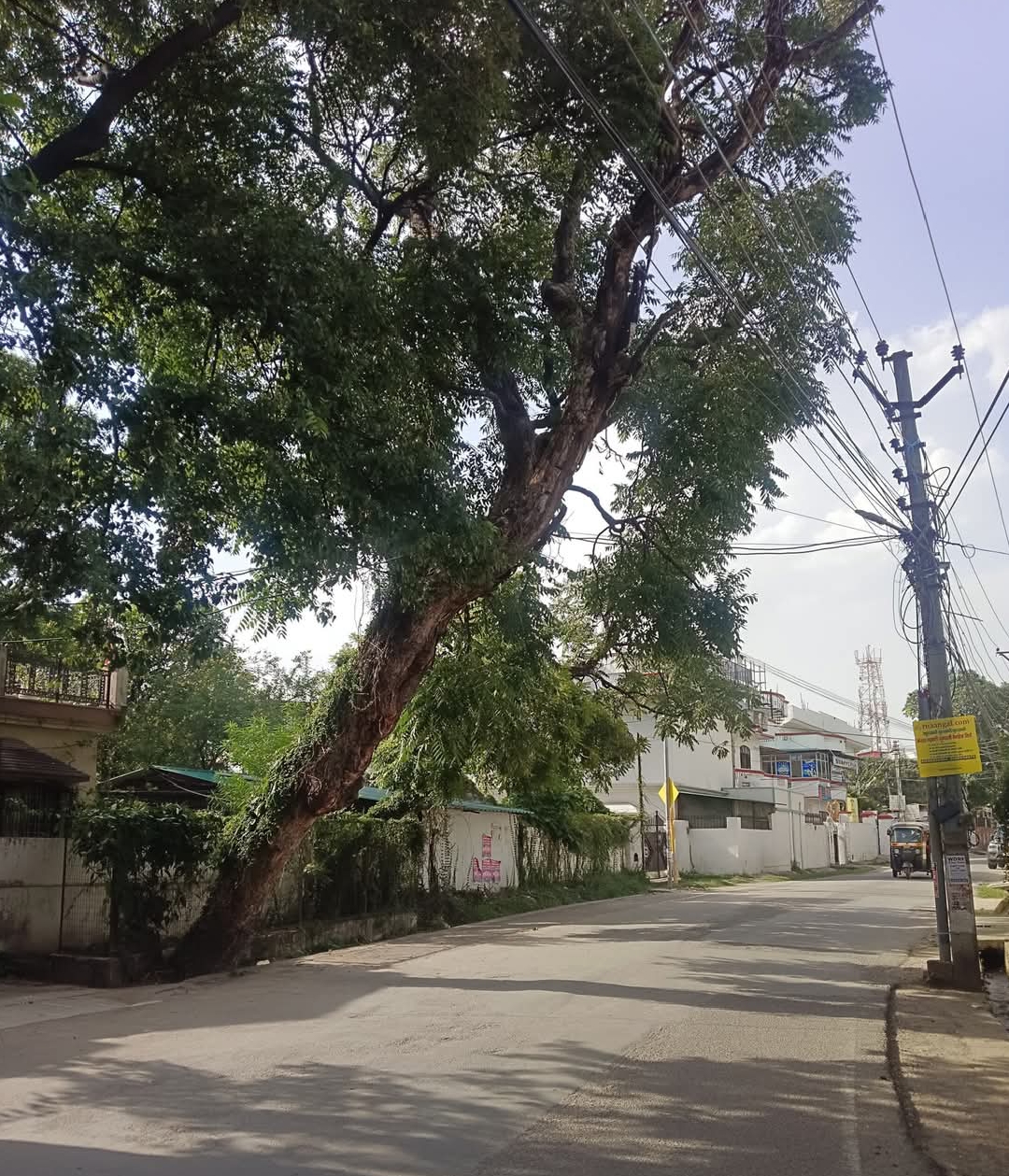 अजबपुर मथुरो वाला मार्ग पर झुका हुआ पेड़